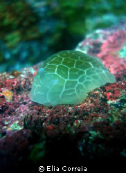 A very unusual sea slug! by Elia Correia 